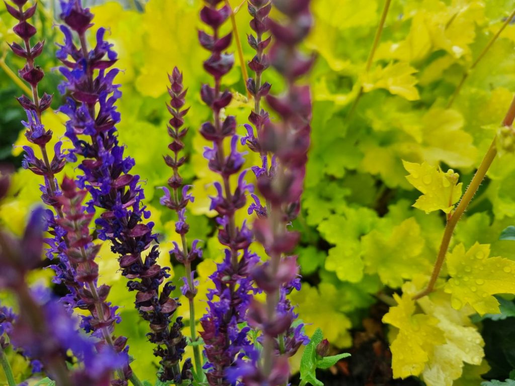 über mich blumen lila hellgrün