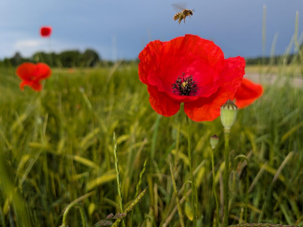 über mich Mohn Mit Biene Scaled E1753821353850 1024x768