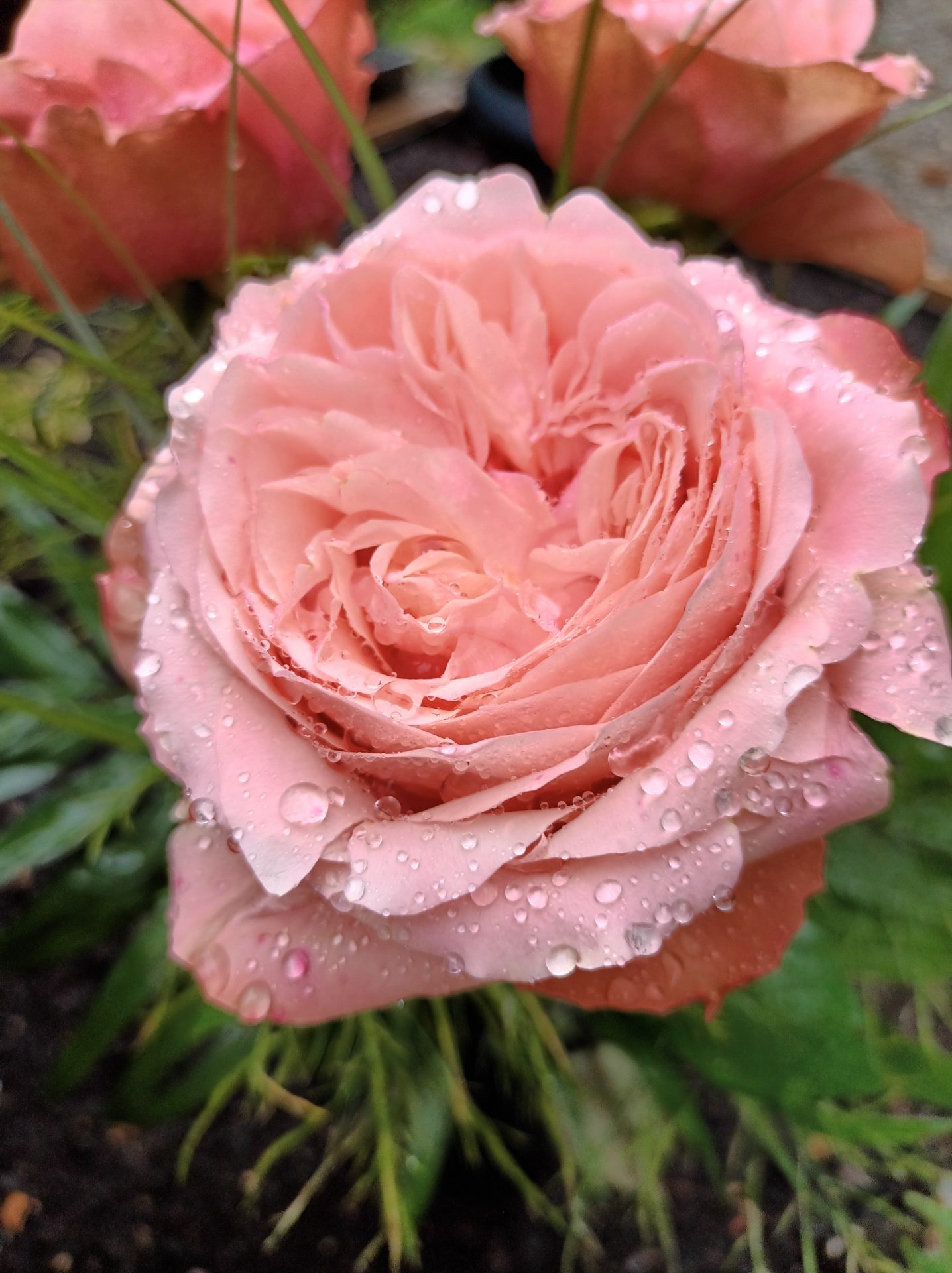 Rose im Regen