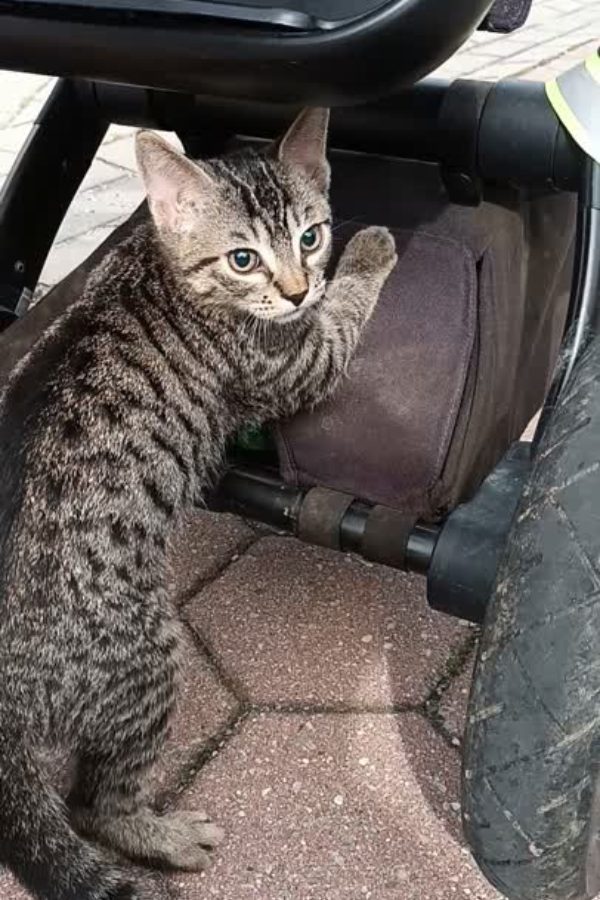 Jahresrückblick 2025: THE BIG SHIFT babykatze sucht mitfahrgelegenheit