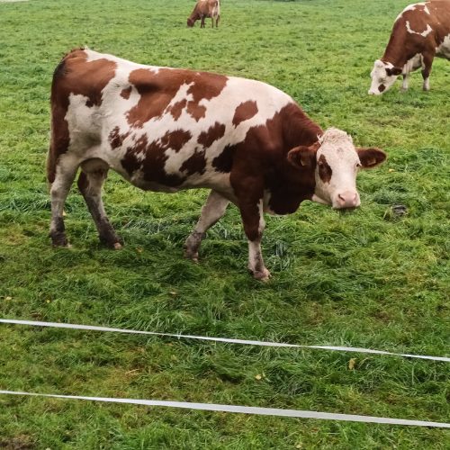 Jahresrückblick 2025: THE BIG SHIFT fleckvieh rind freilandhaltung