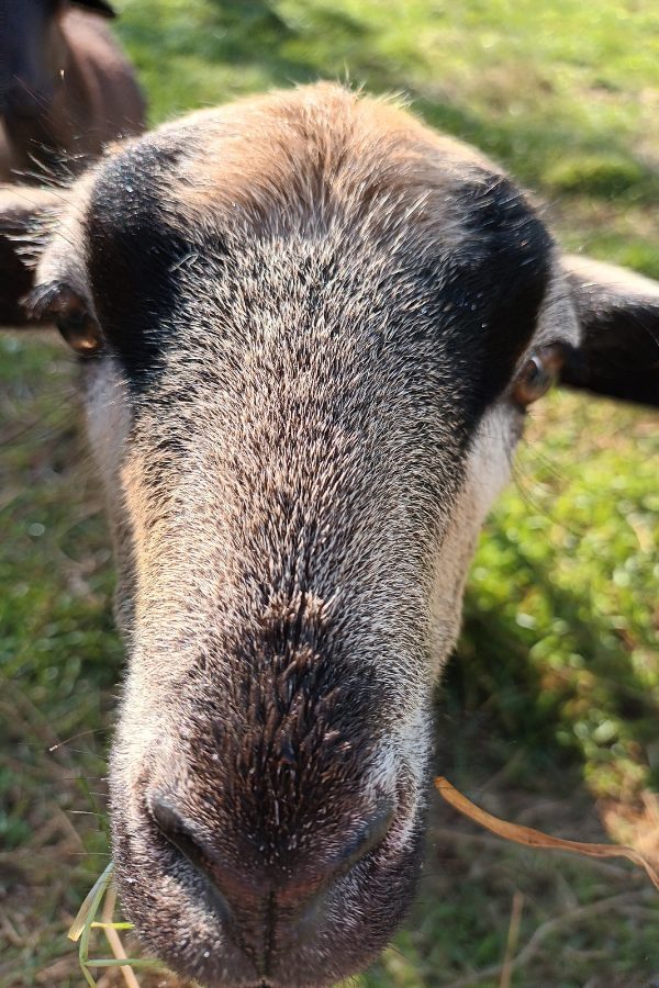 Jahresrückblick 2025: THE BIG SHIFT kamarunschafkopf schaf auf der wiese