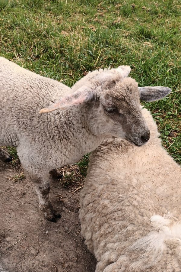 Jahresrückblick 2025: THE BIG SHIFT lamm auf der wiese