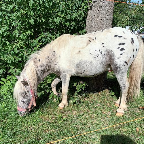 Jahresrückblick 2025: THE BIG SHIFT pony gescheckt auf der weide