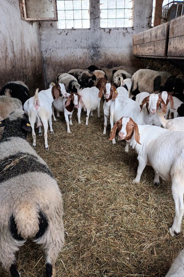 Jahresrückblick 2025: THE BIG SHIFT ziegen schafe im stall