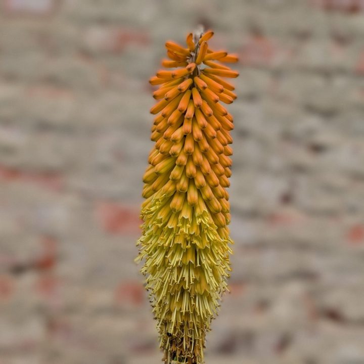 Resilienz -Coach, Antistress-Coach, Burnout-Coach Julia Geyer